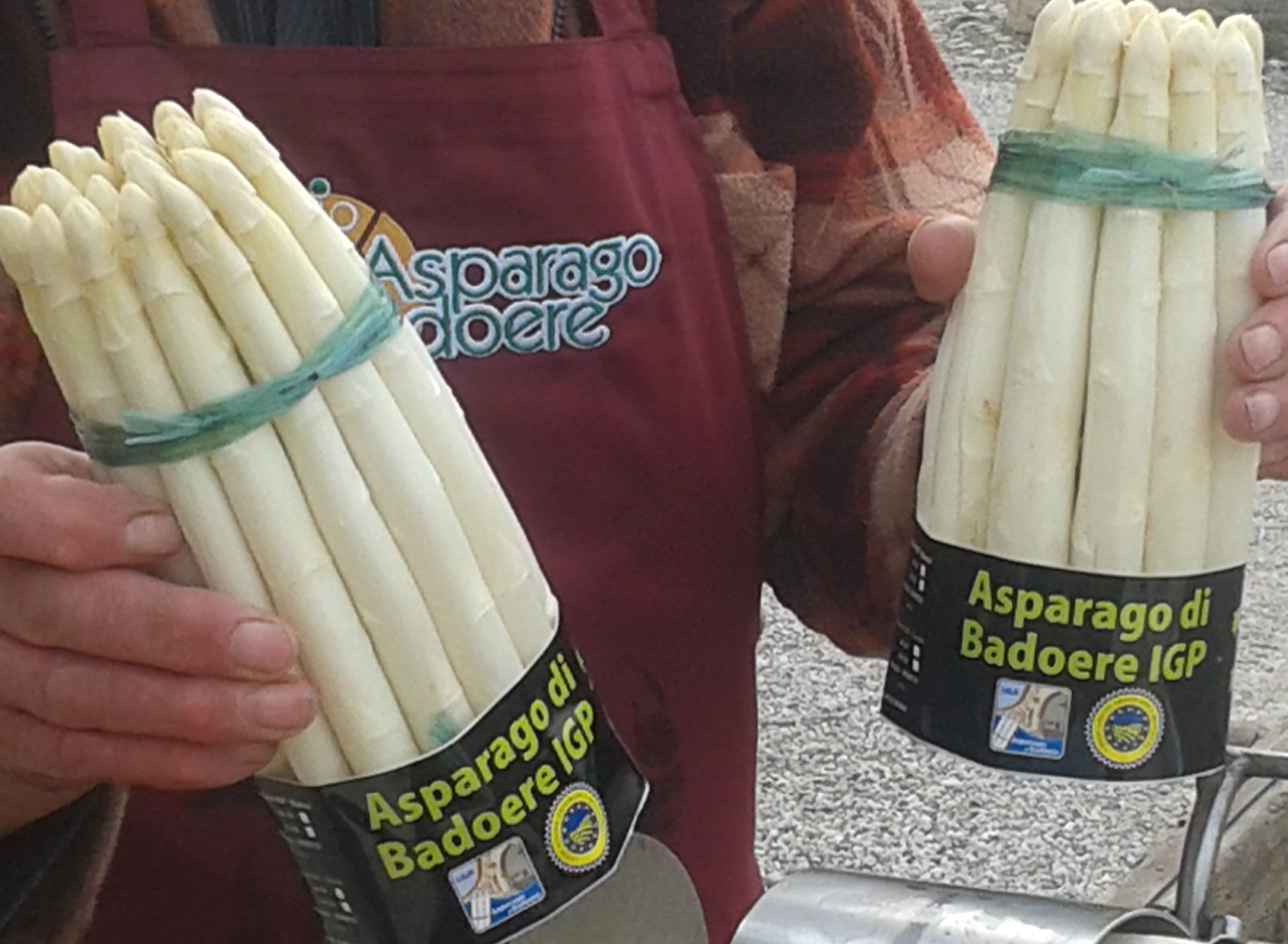 L'asparago bianco I.G.P di Badoere tutelato dal consorzio