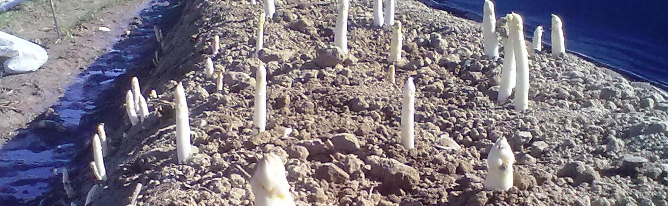 coltivazione in campo aperto dell'asparago bianco e verde i.G.P di Badoere