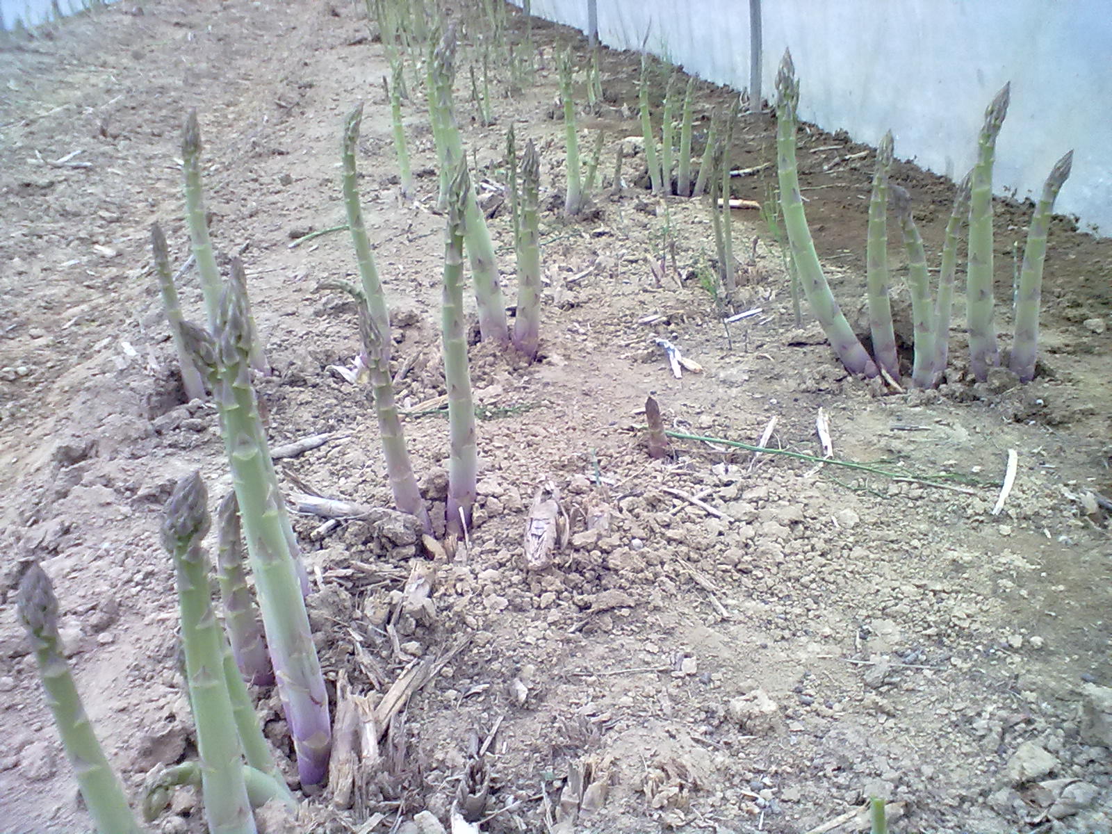 territorio, lavorazione e coltivazione dell'asparago bianco e verde I.G.P di Badoere